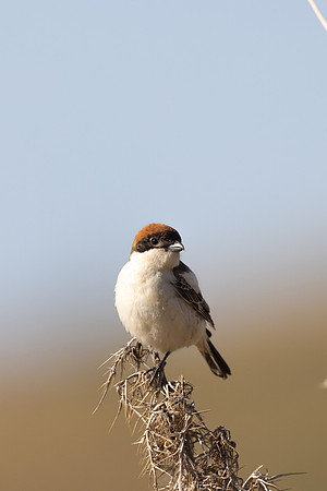Woodchat Shrike, Anarita, Cyprus, April 2024