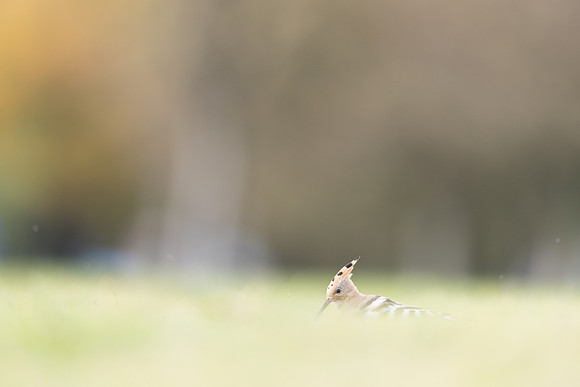 Hoopoe, Swansea, October 2024