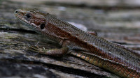 Common Lizard, Alners Gorse, July 2016