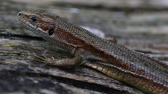 Common Lizard, Alners Gorse, July 2016