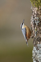 Nuthatch, Forest of Dean, April 2021