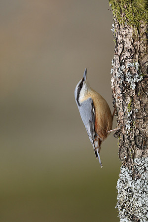 Nuthatch, Forest of Dean, April 2021