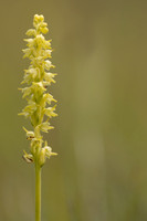 Musk Orchid, Cleeve common, June 2024