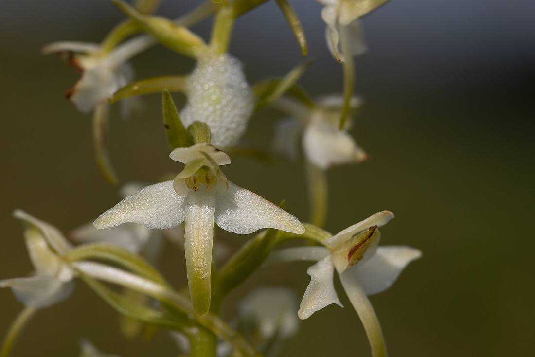 Lesser Butterfly-orchid, Morgans Hill, June 2024