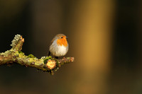 Robin, Milbury Heath, December 2020.