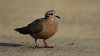 Eared Dove, Areshi Beach, Aruba, November 2015