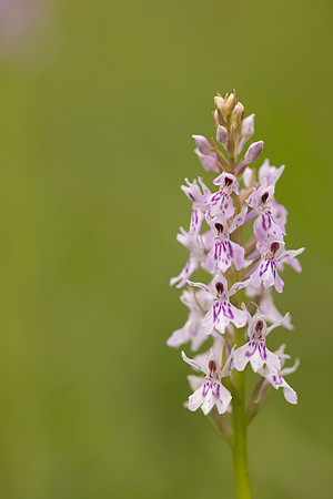 Common Spotted-orchid Orchid, Rudge Hill, June 2024