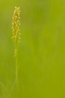 Man Orchid, Wye nature reserve, May 2024