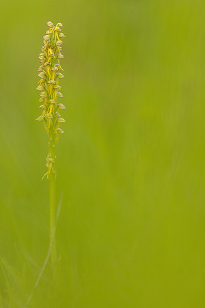 Man Orchid, Wye nature reserve, May 2024