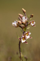 Marsh Helleborine, Kenfig, June 2024