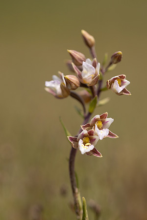 Marsh Helleborine, Kenfig, June 2024