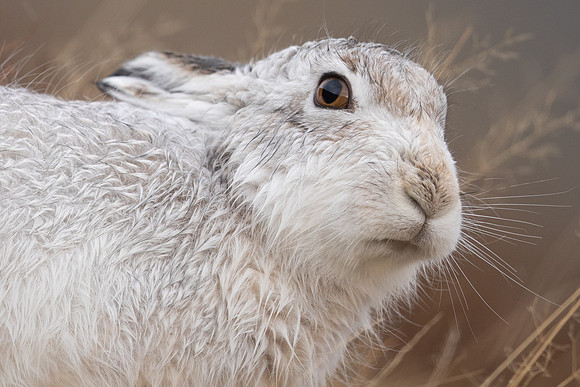 Mountain Hare, Findhorn Valley, January 2022