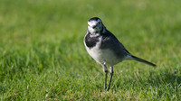 Pied Wagtail, Tockington September 2014