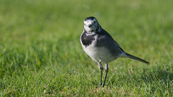 Pied Wagtail, Tockington September 2014