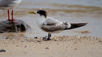 Crested Tern
