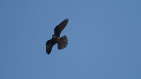 Eleanora's Falcon, Kensington Cliffs 2014