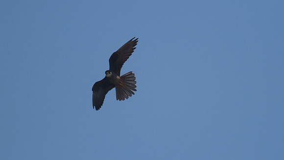 Eleanora's Falcon, Kensington Cliffs 2014