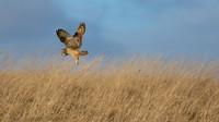 Short-eared Owl, Hawling, January 2015
