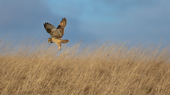 Short-eared Owl, Hawling, January 2015