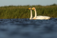 Whooper Swans, Floi, Iceland, June 2019