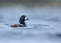 Harlequin Duck, River Lava, June 2019