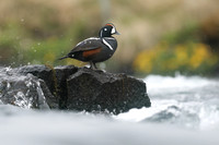 Harlequin Duck, River Lava, June 2019