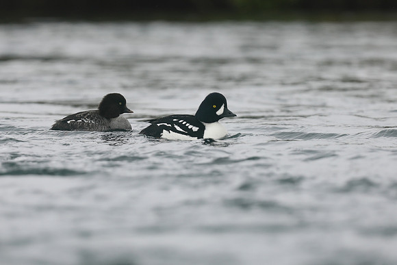 Barrows Goldeneye, River Laxa, Iceland, June 2019