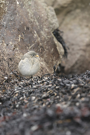Snow Bunting Juvenile, Flatey Island, June 2019