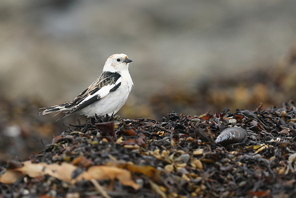 Snow Bunting, Flatey Island, June 2019