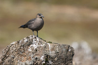 Arctic Skua, Hellnar, Iceland, June 2019