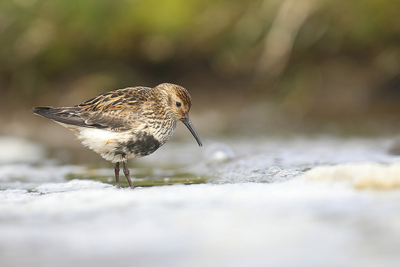 Dunlin, RIf, Iceland, June 2019