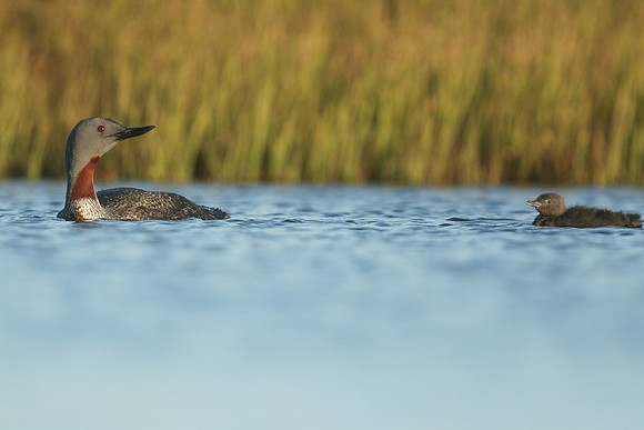 Red-throated Diver