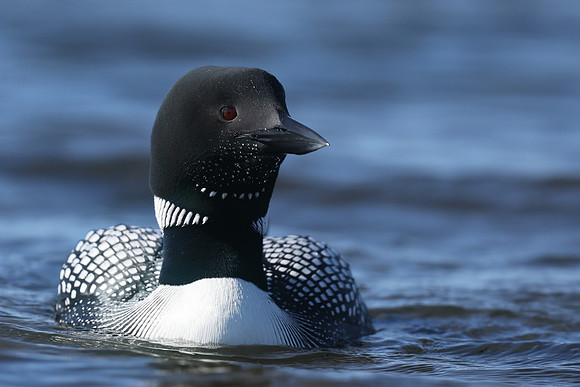 Great Northern Diver, Iceland, June 2019
