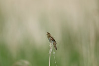 River Warbler, Ham Wall, June 2021