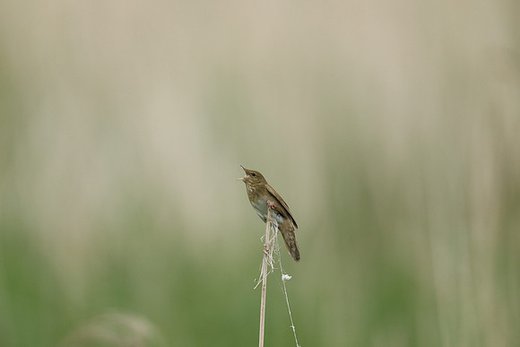 River Warbler, Ham Wall, June 2021