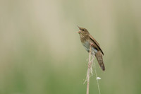 River Warbler, Ham Wall, June 2021