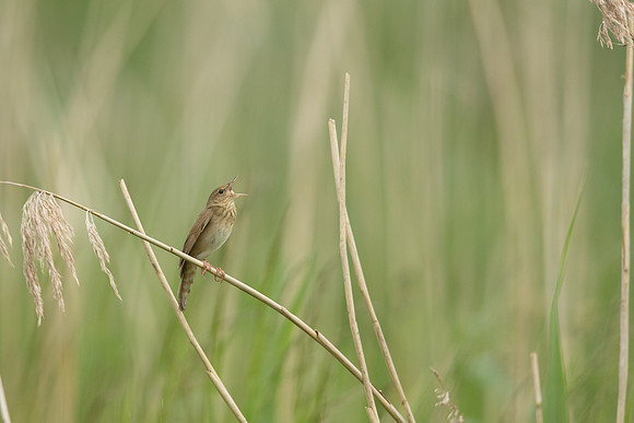 River Warbler, Ham Wall, June 2021