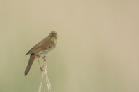 River Warbler, Ham Wall, June 2021.