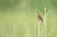 River Warbler, Ham Wall, June 2021