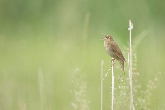 River Warbler, Ham Wall, June 2021
