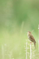River Warbler, Ham Wall, June 2021
