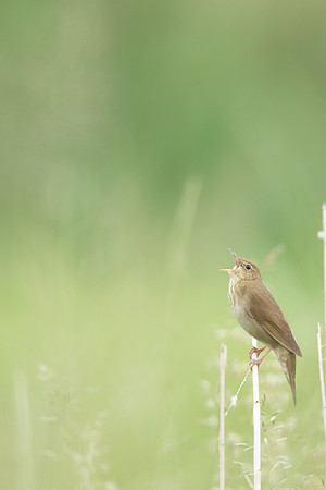 River Warbler, Ham Wall, June 2021