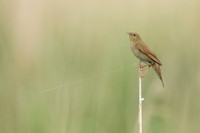 River Warbler, Ham Wall, June 2021