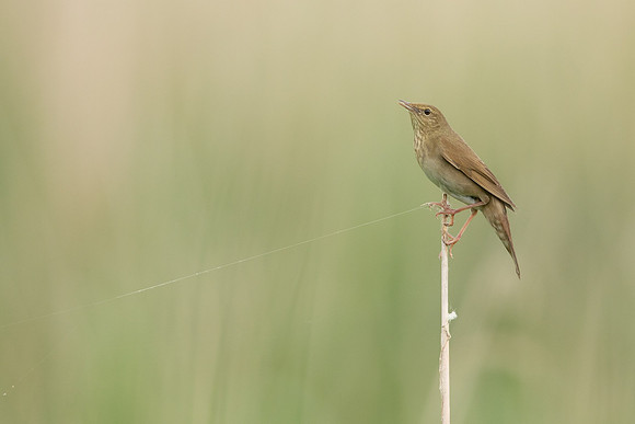 River Warbler, Ham Wall, June 2021