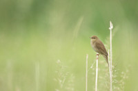 River Warbler, Ham Wall, June 2021