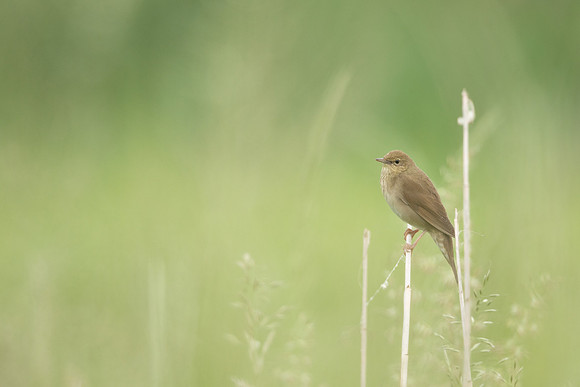 River Warbler, Ham Wall, June 2021