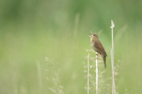 River Warbler, Ham Wall, June 2021