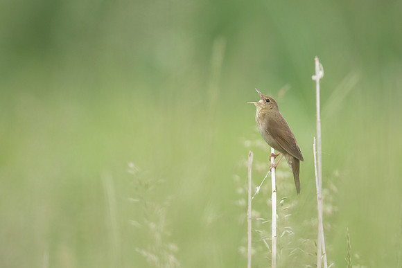 River Warbler, Ham Wall, June 2021