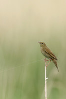 River Warbler, Ham Wall, June 2021