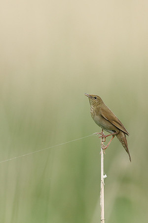 River Warbler, Ham Wall, June 2021